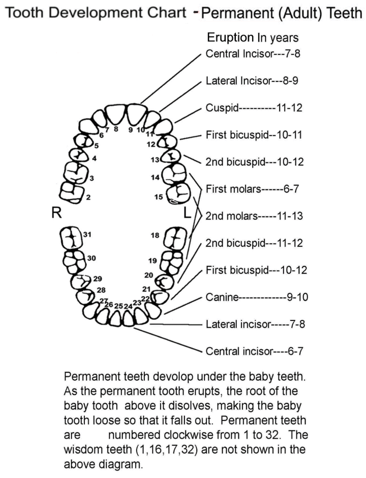 babies teeth chart