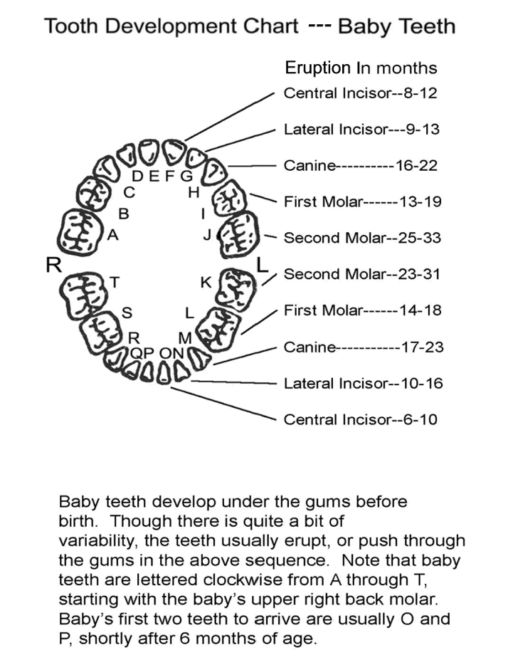 TLC Dental Care - Tooth Development Chart for Baby Teeth...